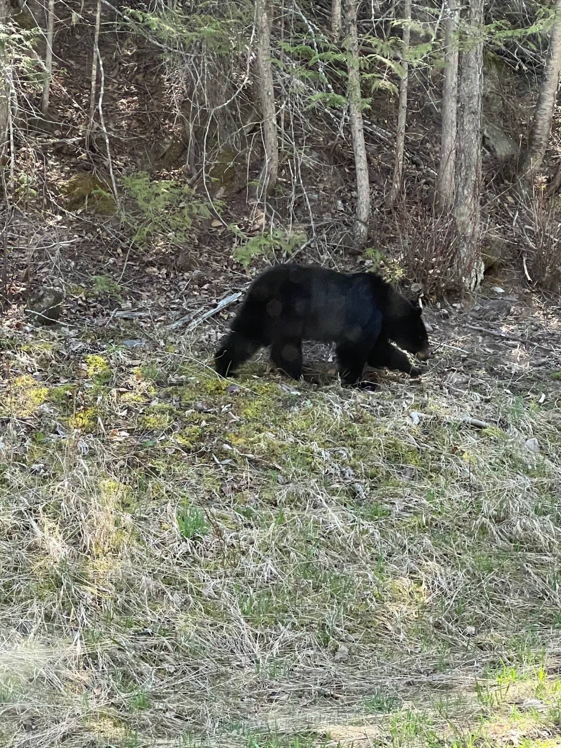 A black bear crossing a mossy clearing at the treeline